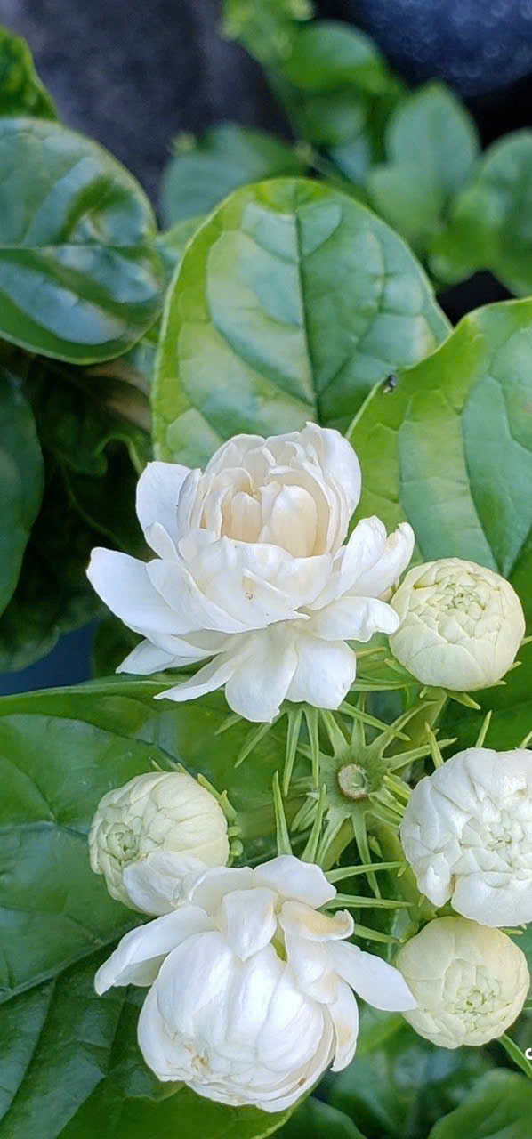 hoa nhài hoa nhài