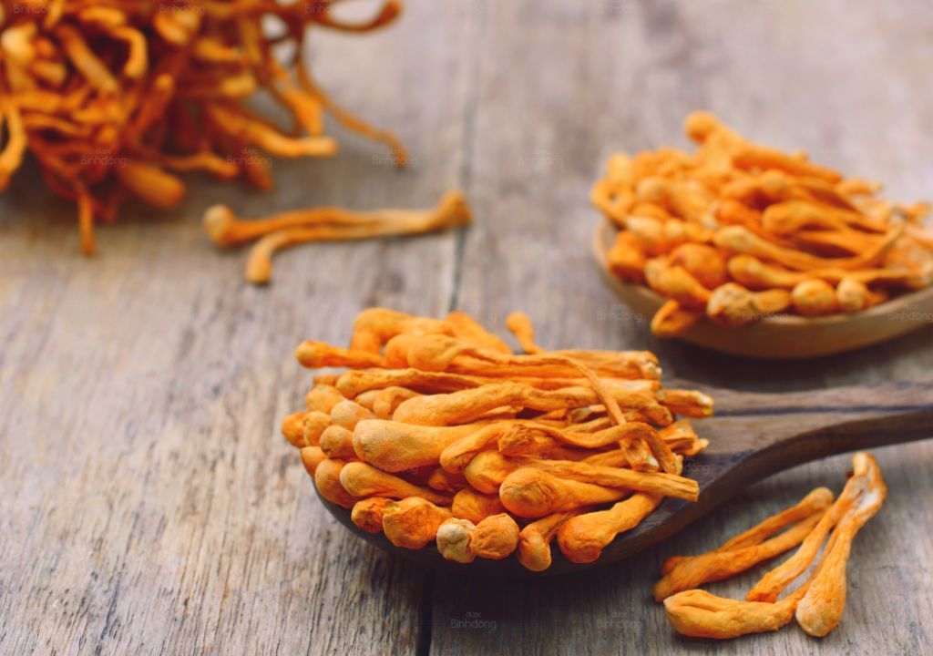 đông trung hạ thảo thần dược từ thiên nhiên