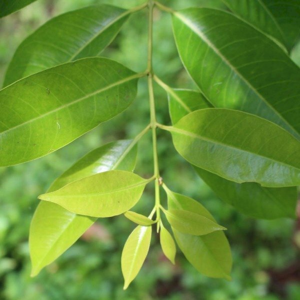 lá vối