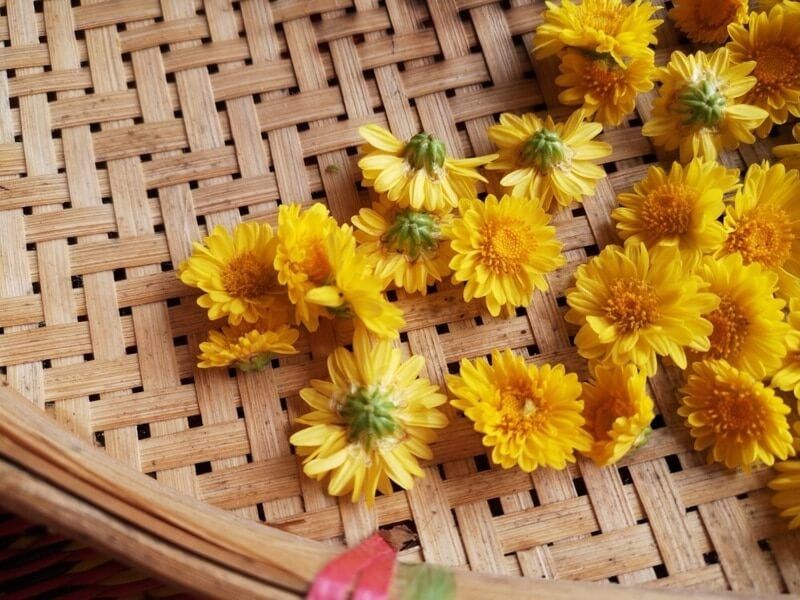 hoa cúc sấy